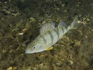 Night Photo Prints: A striped river perch (Perca fluviatilis)