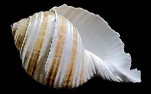 Ocean Beach Prints: Striped Seashell on Black Background