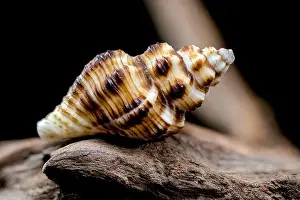 Ocean Beach Prints: Striped Seashell on Rough Driftwood