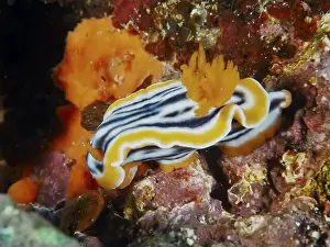 Nudibranchia Prints: Striped star snail (Chromodoris magnifica) with intense orange-coloured outgrowths on corals
