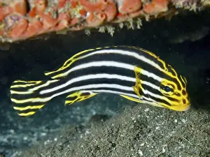 Diving Locations Prints: A striped sweetlips (Plectorhinchus lessonii) swimming close to a coral on the seabed
