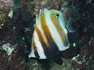 Schooling Fish Prints: A striped two-eyed coradion (Coradion melanopus) swimming in a coral reef