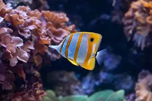Contentment Prints: Striped yellow and white tropical fish swimming near coral reef