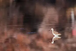 Wild Bird Prints: Strolling In The Lower Salt River
