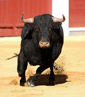 Antlers Prints: strong and angry bull in spain