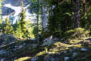 Larch Prints: Strong wild mountain goat relaxing in North Cascades National Park