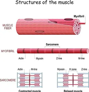 Biomedical Prints: Structure Skeletal Muscle. myofibril with thin and thick filament
