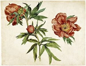 Natural History Collection: Studies of Peonies, 1472
