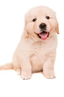 Labrador Prints: Studio photo of a baby golden retriever, isolated over a white background