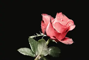 Smell Prints: The studio photo of a red rose with dew drops on a black background
