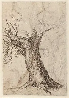 Study of a tree trunk. Jacques de Gheyn regularly ventured out into nature