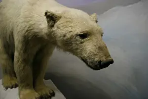 Nature Study Prints: A stuffed / mounted polar bear seen in the Natural history museum of Leipzig, Germany