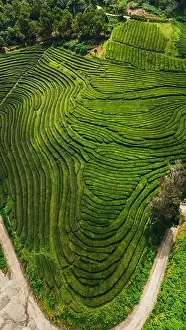 Eco Tourism Prints: Stunning aerial photography that captures the intricate patterns of the vibrant green tea fields in the Azores