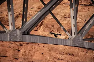 Birds Of Prey Prints: A stunning California condor flexing its wings perched on the Navajo Bridge in Arizona