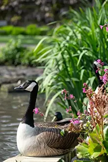 Bird Life Prints: Stunning Canada goose at the edge of the lake