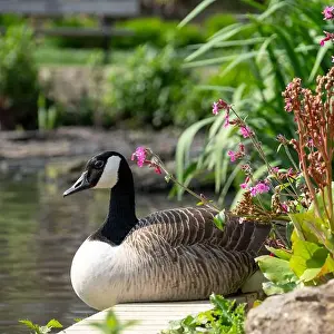 Bird Life Prints: Stunning Canada goose at the edge of the lake