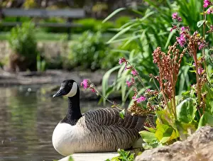 Bird Life Prints: Stunning Canada goose at the edge of the lake