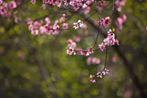 Ha Giang Vietnam Prints: Stunning (cherry) peach blossoms in Ha Giang