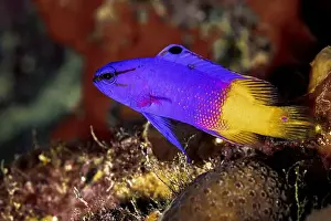 Reef Fish Prints: A stunning Gramma loreto, commonly known as a Fairy Basslet