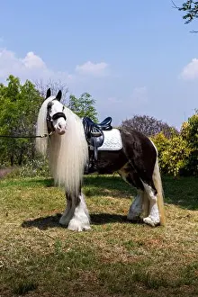 Mane Prints: A stunning Gypsy Vanner horse stands gracefully