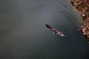 Soaring Prints: Stunning image of a California Condor in flight over the Colorado River in Marble Canyon