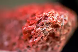 Close Up View Prints: A stunning macro photo reveals the intricate details of a vibrant red coral reef