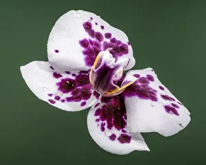 Spotted Prints: A stunning macro shot of a Phalaenopsis orchid bloom featuring vibrant purple patterns