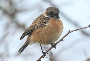Stonechat Prints: A stunning male Stonechat, Saxicola rubicola