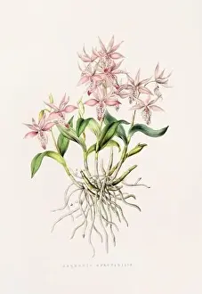Orchid Cactus Prints: Stunning orchid plant and flowers indigenous to Mexico and Guatemala