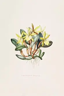 Orchid Cactus Prints: Stunning orchid plant and flowers indigenous to Mexico and Guatemala