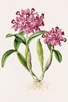 Stunning orchid plant and flowers indigenous to Mexico and Guatemala, meticulously painted during the 19th century