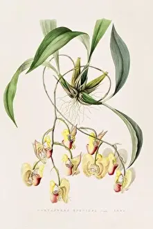 Orchid Cactus Prints: Stunning orchid plant and flowers indigenous to Mexico and Guatemala