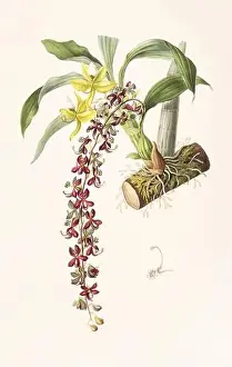 Stunning orchid plant and flowers indigenous to Mexico and Guatemala, meticulously painted during the 19th century
