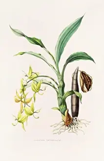 Stunning orchid plant and flowers indigenous to Mexico and Guatemala, meticulously painted during the 19th century