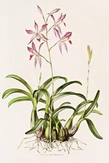 Orchid Cactus Prints: Stunning orchid plant and flowers indigenous to Mexico and Guatemala