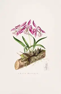 Stunning orchid plant and flowers indigenous to Mexico and Guatemala, meticulously painted during the 19th century