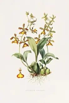 Orchid Cactus Prints: Stunning orchid plant and flowers indigenous to Mexico and Guatemala