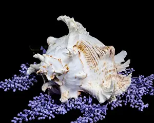 Spikes Prints: A stunning Ramose Murex Shell with intricate spikes and a delicate form