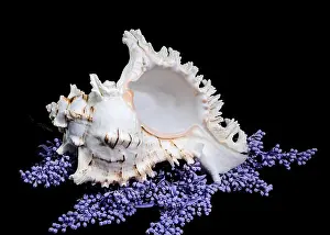 Spikes Prints: A stunning Ramose Murex Shell with intricate spikes and a delicate form