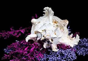 Spikes Prints: A stunning Ramose Murex Shell with intricate spikes and a delicate form