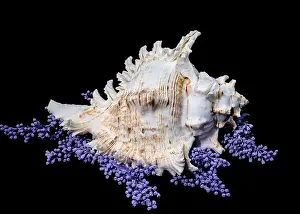 Spikes Prints: A stunning Ramose Murex Shell with intricate spikes and a delicate form
