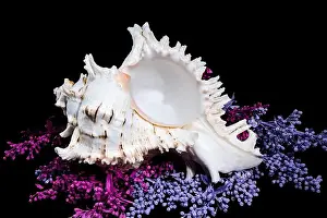 Spikes Prints: A stunning Ramose Murex Shell with intricate spikes and a delicate form