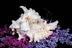 Spikes Prints: A stunning Ramose Murex Shell with intricate spikes and a delicate form