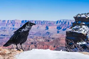 Raven Prints: Stunning Raven Overlooking the Grand Canyon, Winter Scene