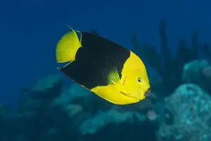 Color Contrast Prints: A stunning Rock beauty angelfish or Holacanthus tricolor swims gracefully near the coral reefs of Bonaire