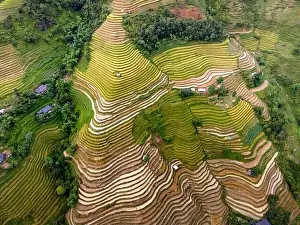 Ha Giang Prints: See the stunning scenery of rice terraces during the ripe rice season in Thong Nguyen commune