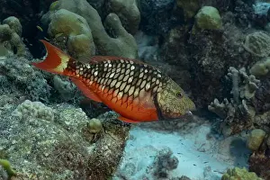 Subaquatic Prints: A stunning Stoplight Parrotfish or Sparisoma viride swims among the corals in the clear waters of Bonaire