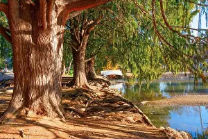 Intertwined Prints: Sturdy trees with exposed roots lining a peaceful pond