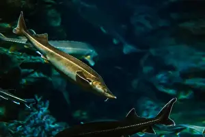 Anemone Fish Prints: Sturgeon fish in its natural habitat