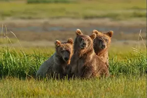 Coastal Brown Bear Prints: Three subadult brown bears, Katmai National Park, Alaska